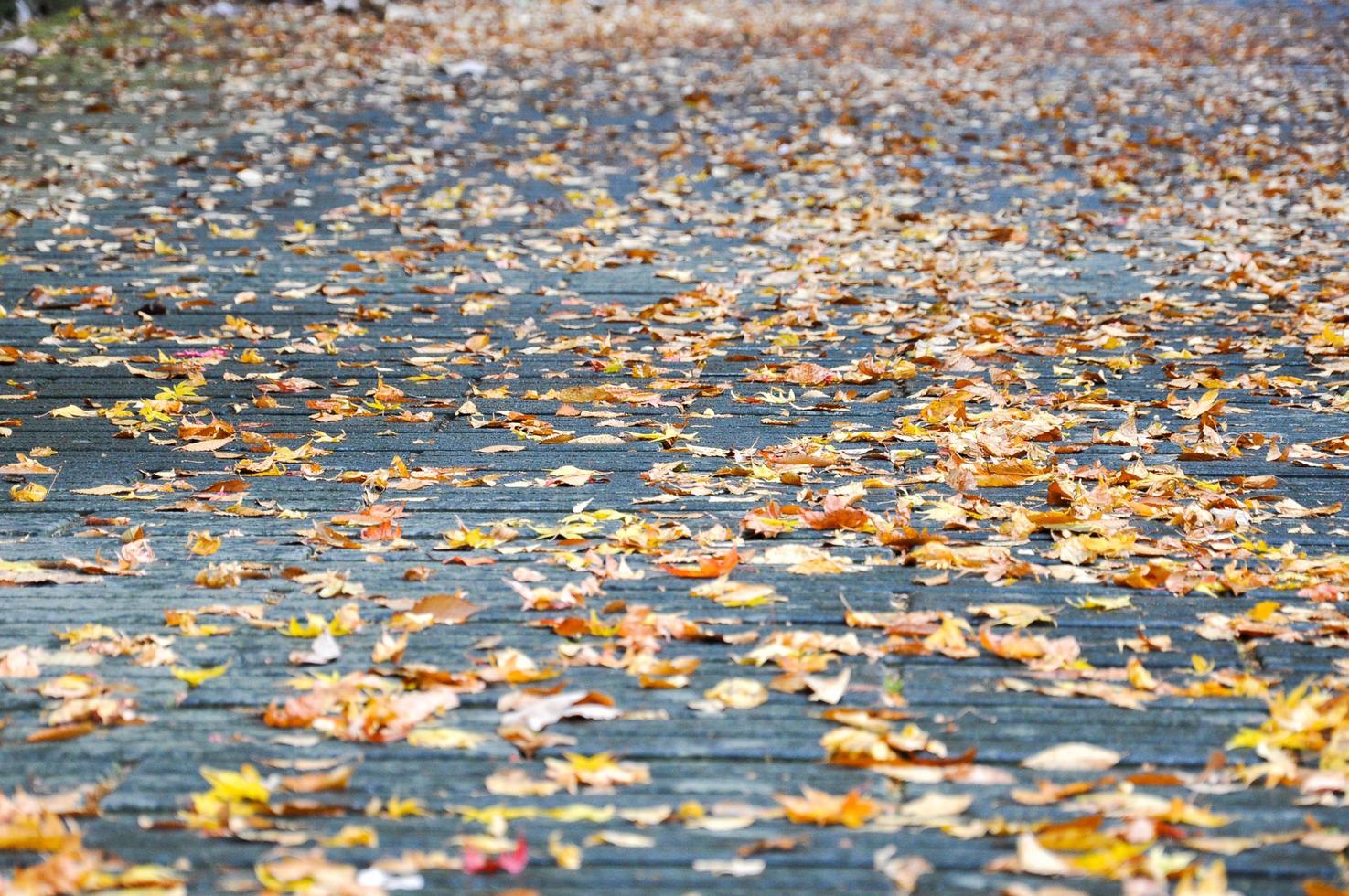 Selective focus of fallen brown maple leaves on the cement ground at the garden photo