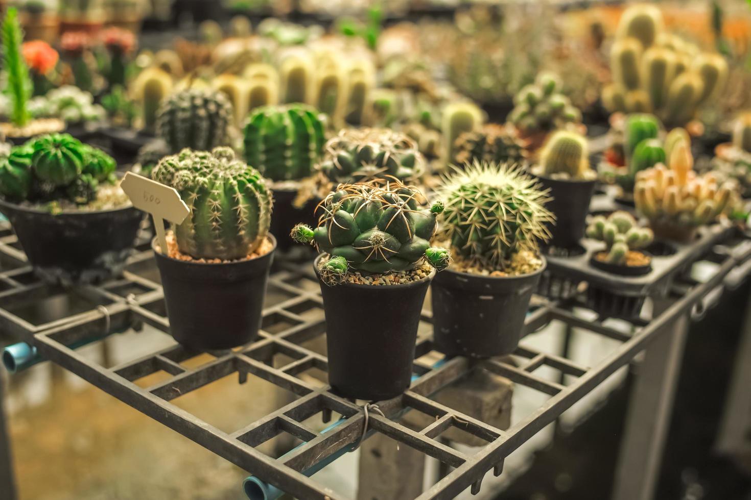 pequeños cactus en una tienda de vivero foto