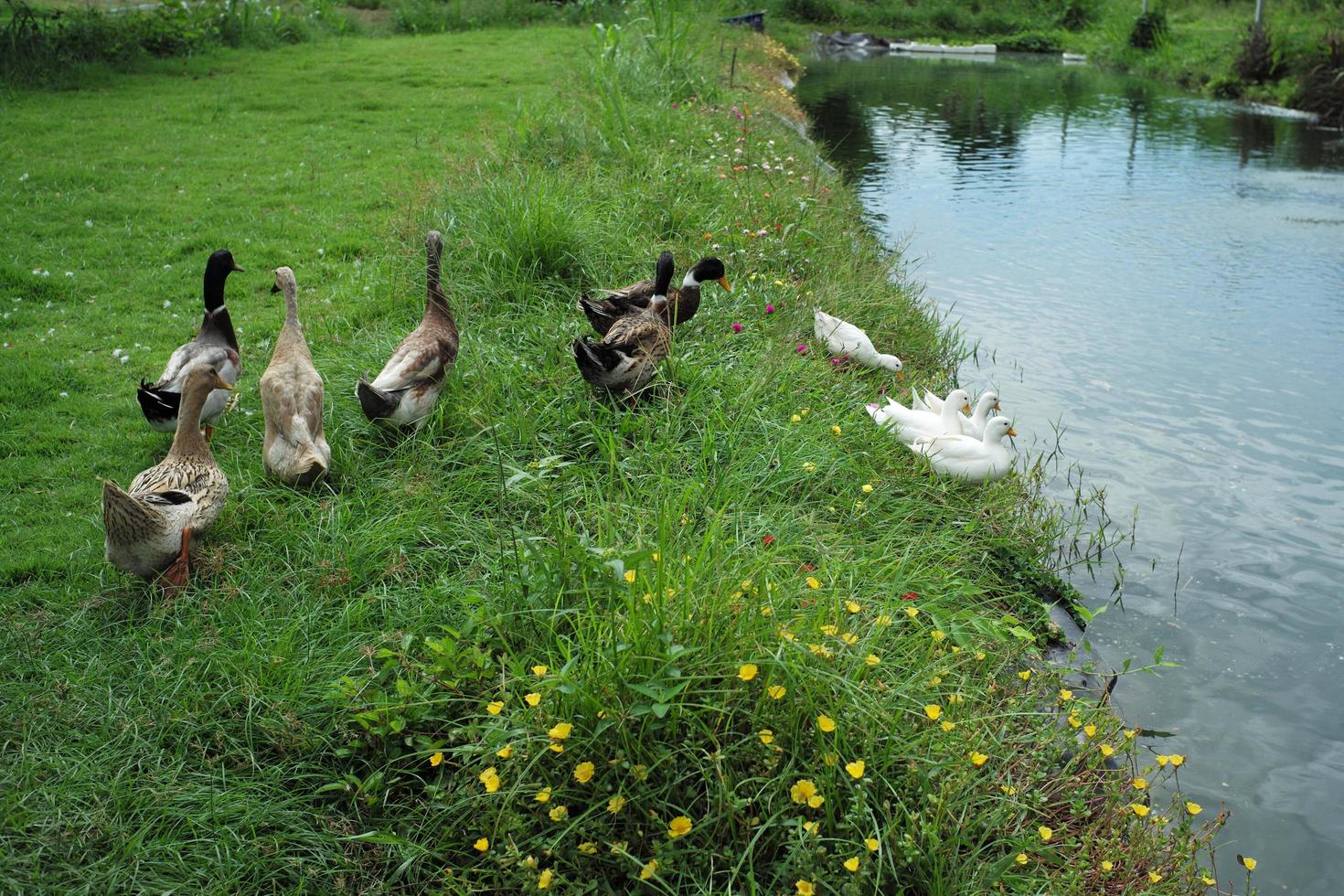 Group of ducks and geese walking in the field photo