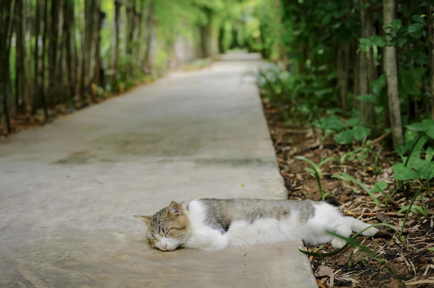 Retrato de gato dormido con fondo borroso de jardín de bambú y piso de cemento foto