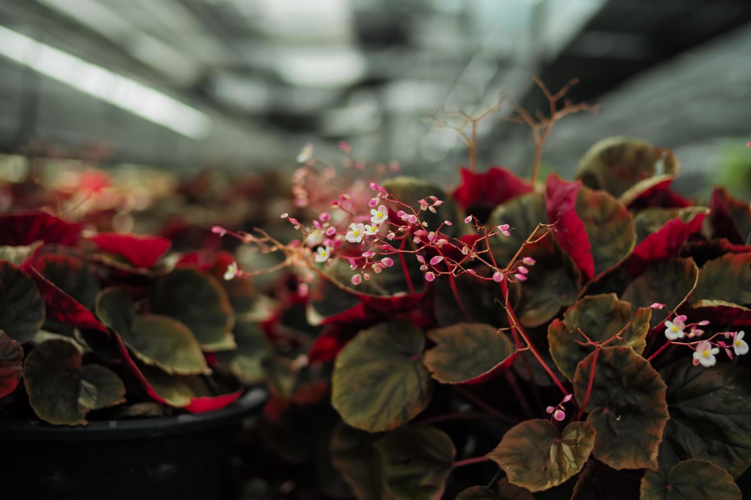 Little blossom red flowers in the floral farm photo