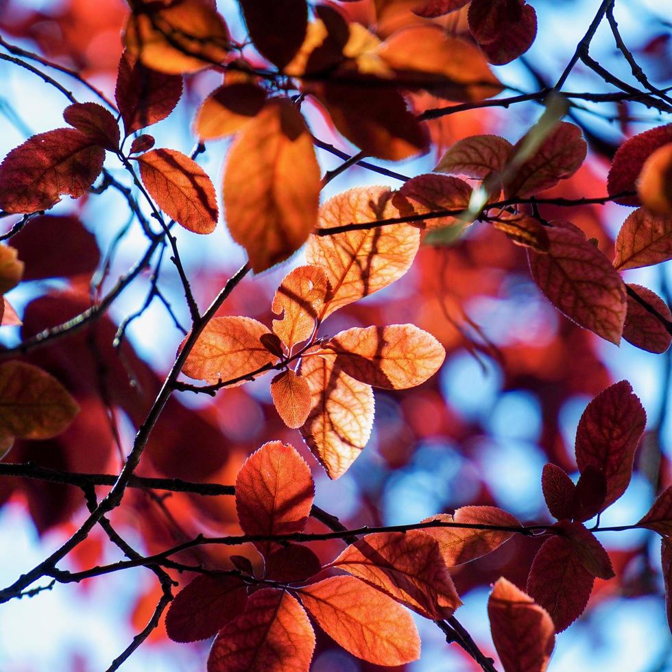 Red tree leaves in autumn season photo