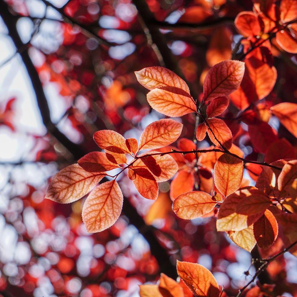Red tree leaves in autumn season photo