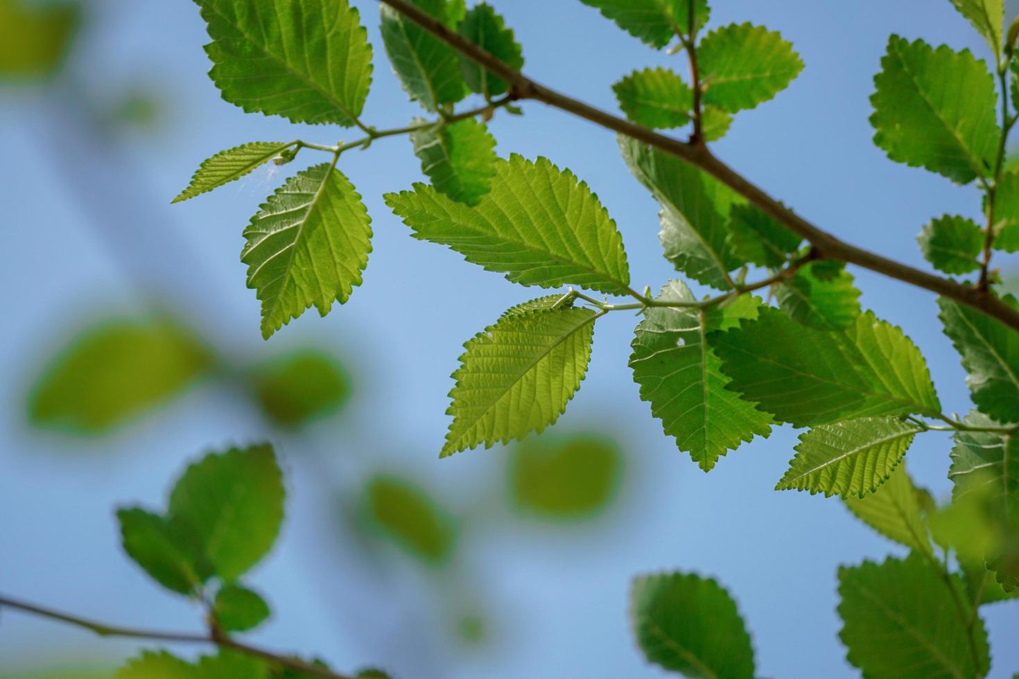 hojas de los árboles verdes en la temporada de primavera foto