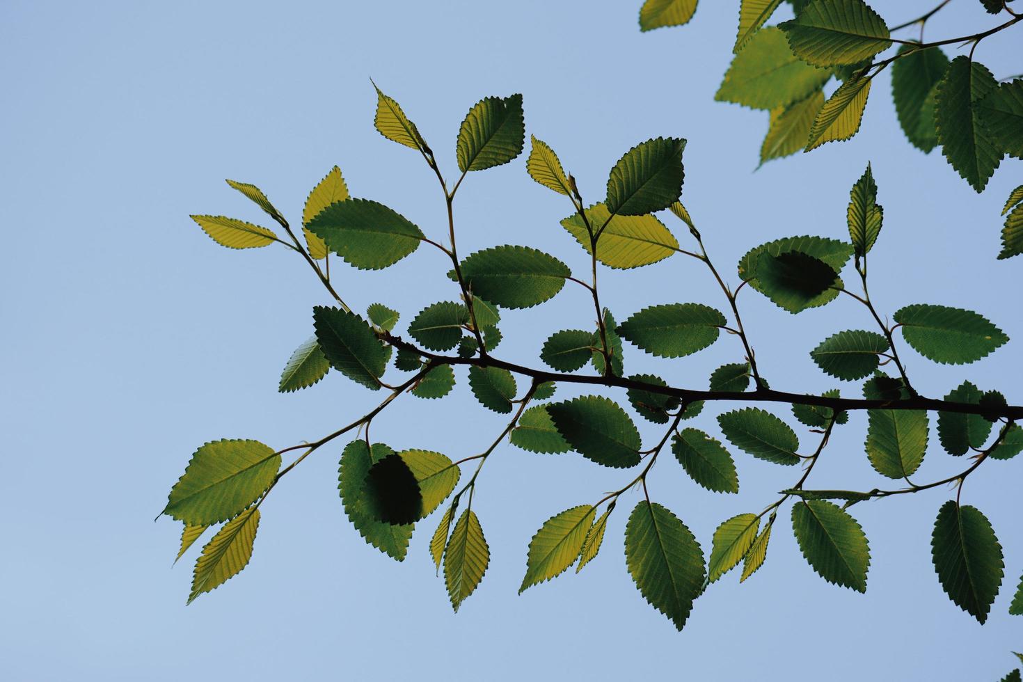 hojas de los árboles verdes en la temporada de primavera foto