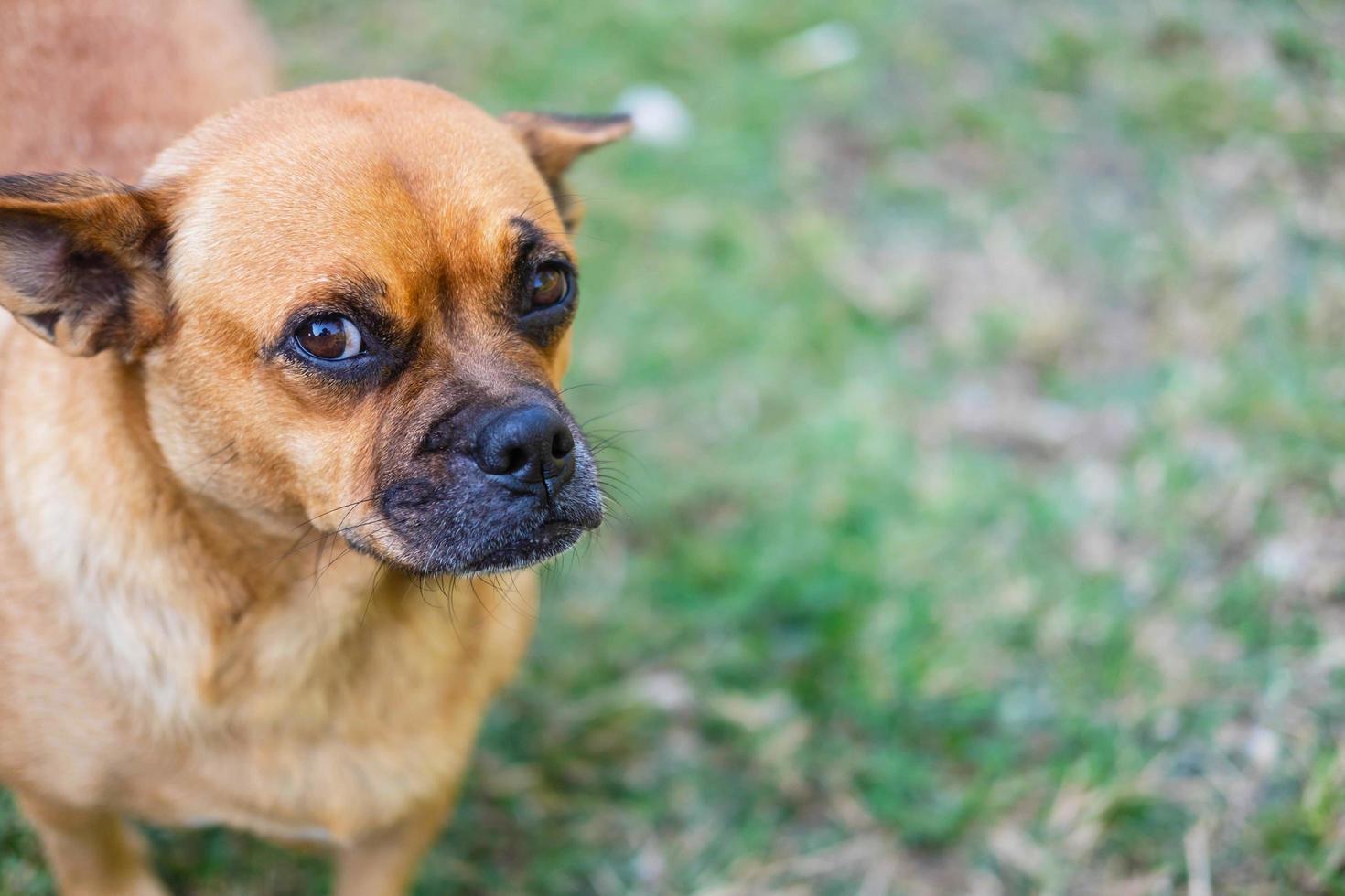 Brown dog outside photo