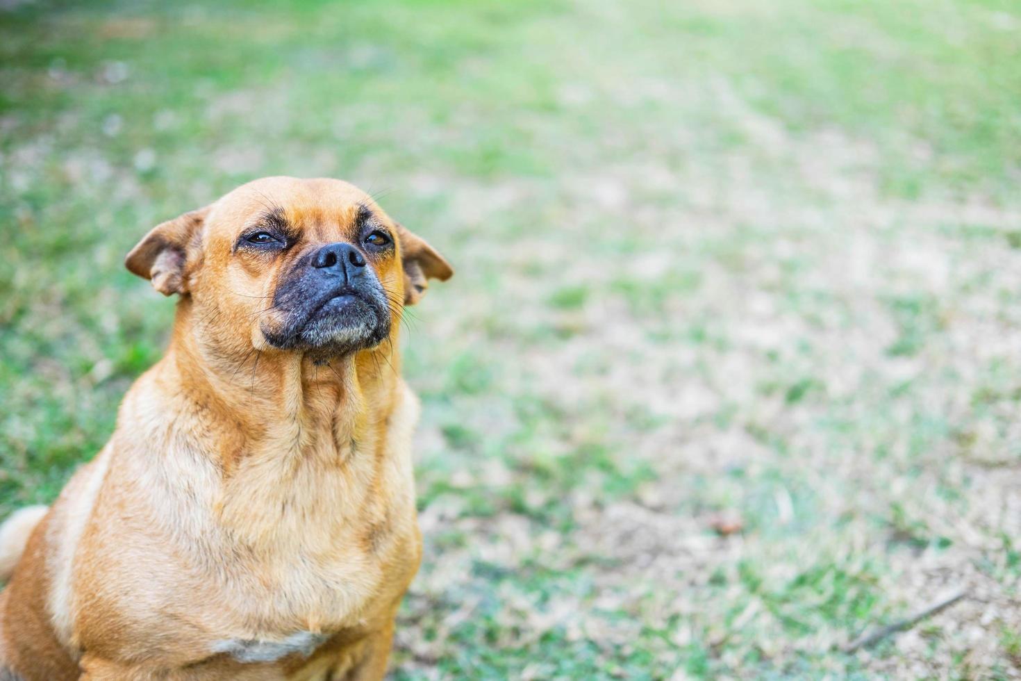 Brown dog sitting in the grass photo