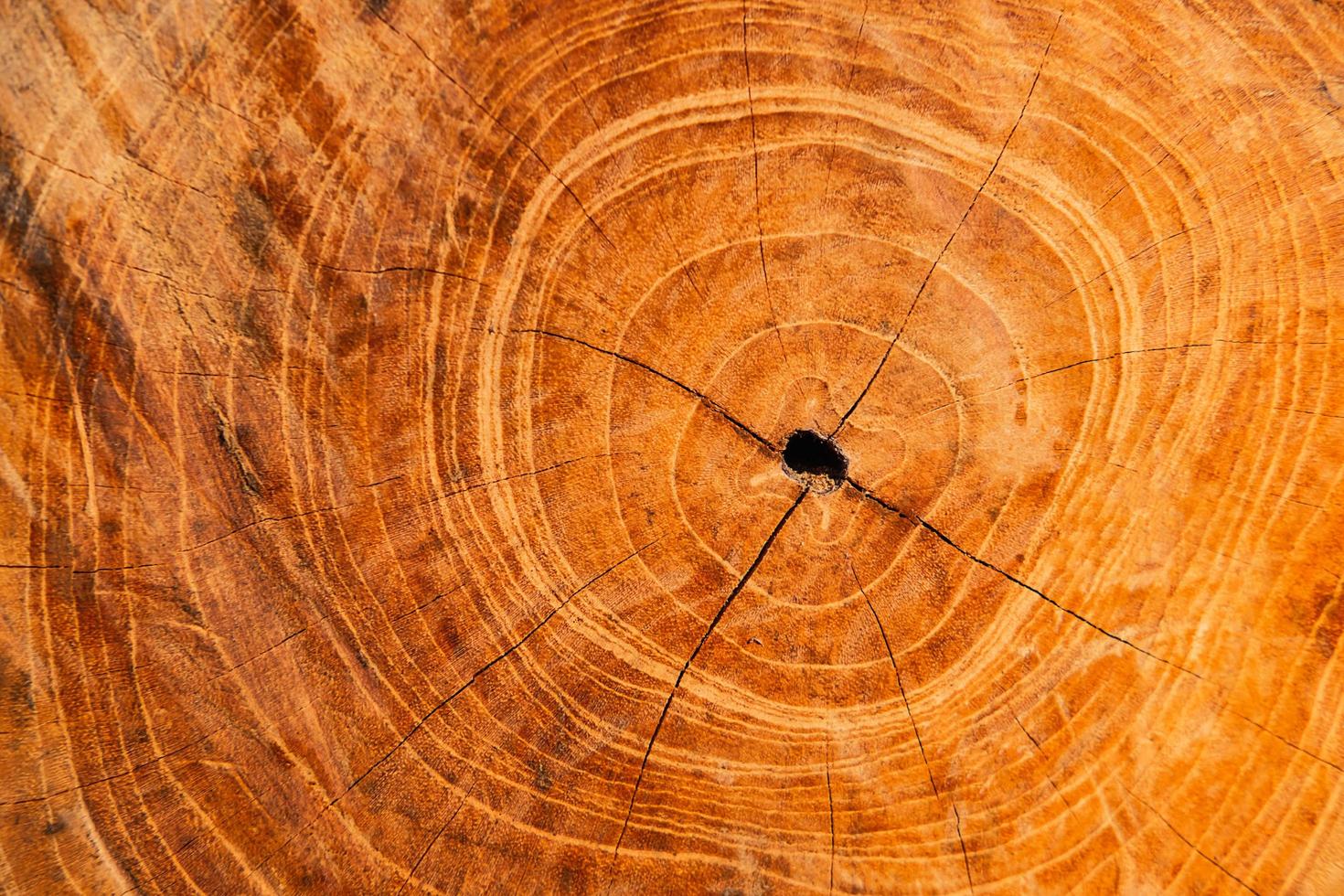 Close-up of wood rings photo