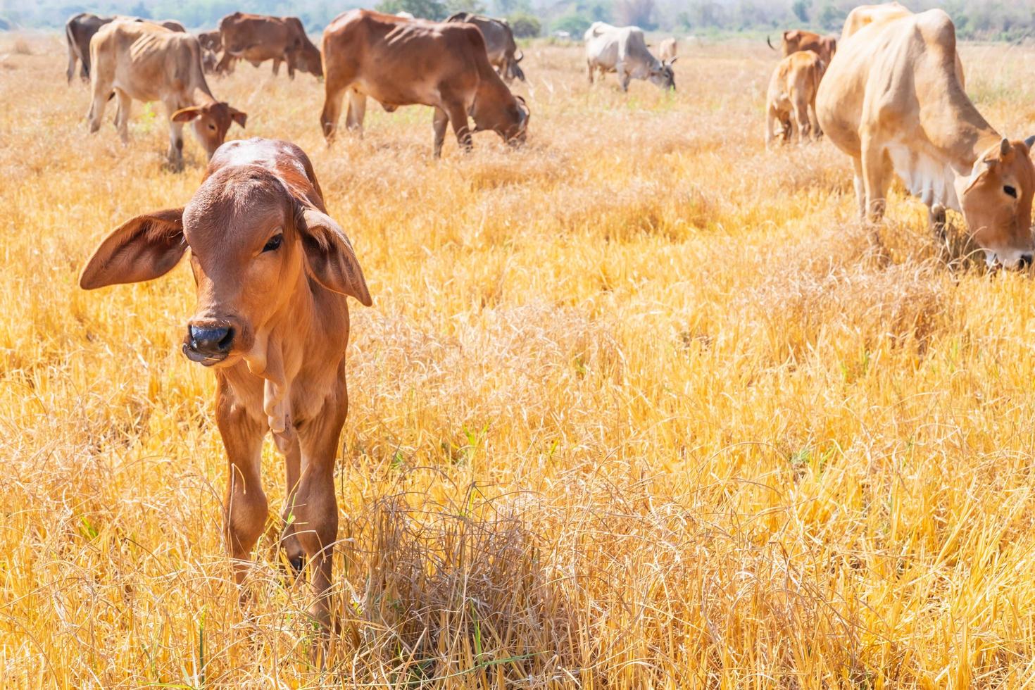 Cows in a field photo