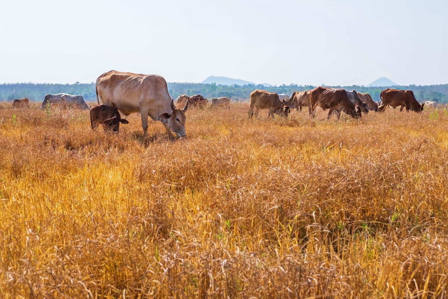 Cows grazing in grass photo