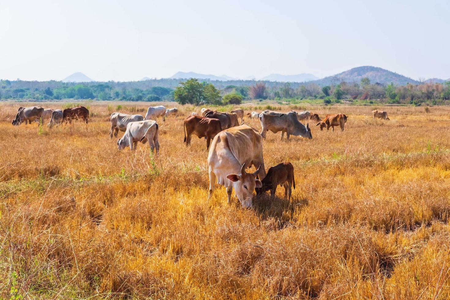 Cows in grassland photo