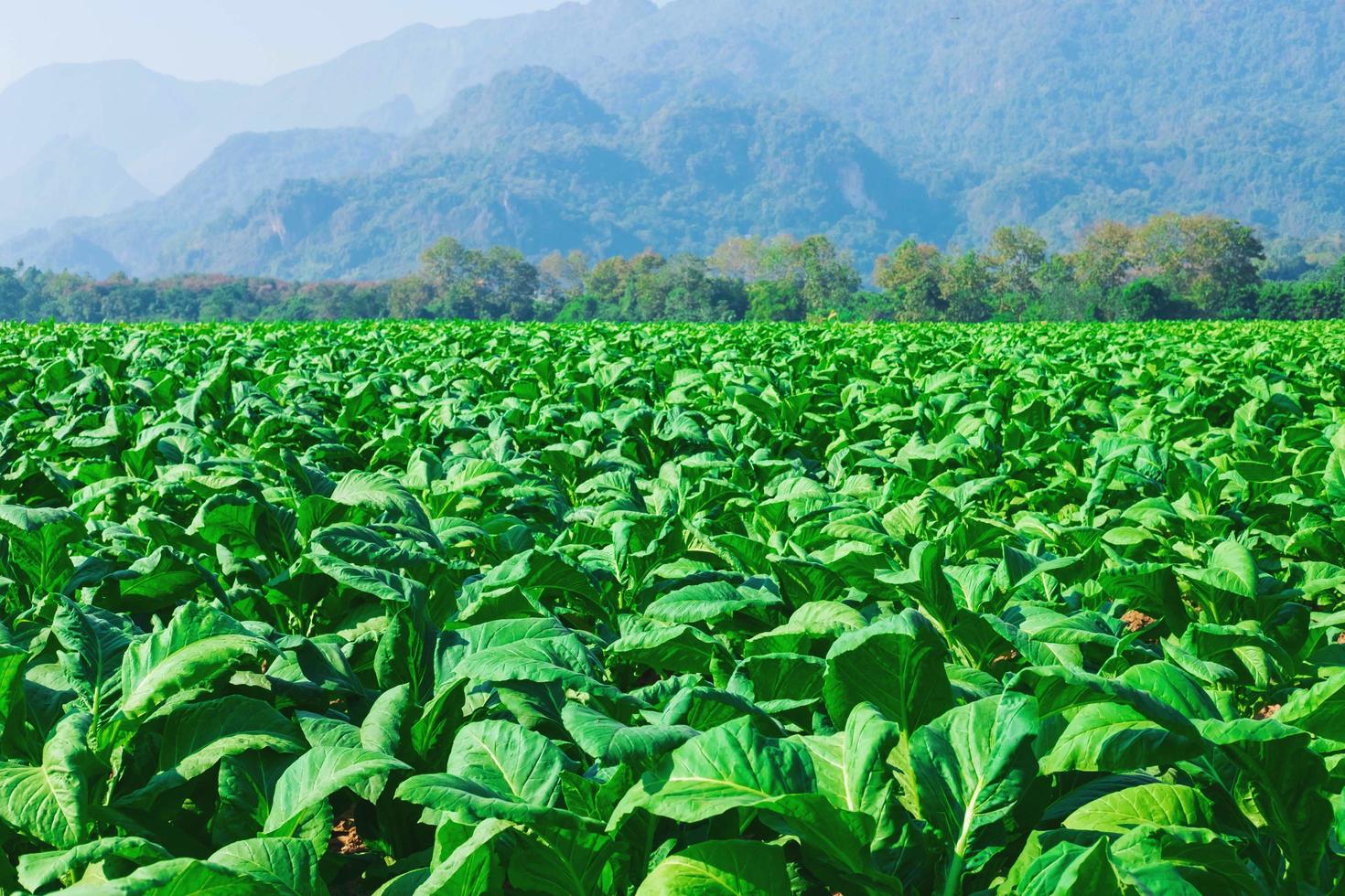 campo de plantas de tabaco con montañas al fondo foto