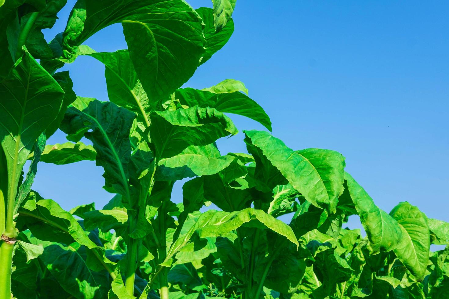 Tobacco leaves against a blue sky photo