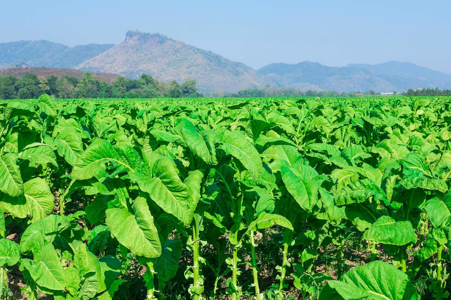 Tobacco field with mountains in the background photo