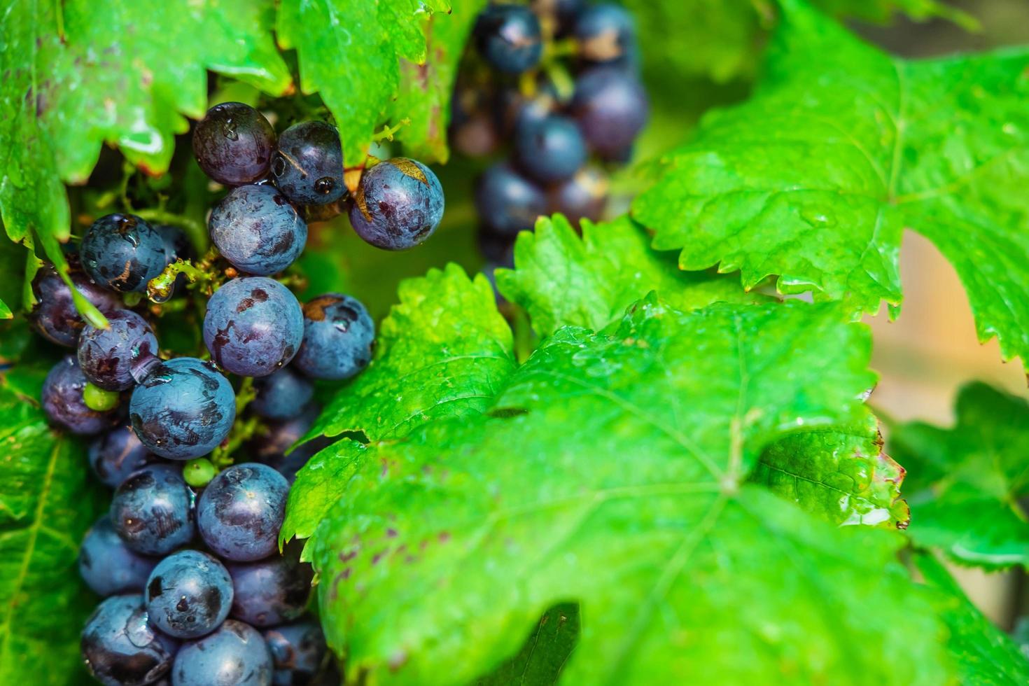 Close-up of grapes photo