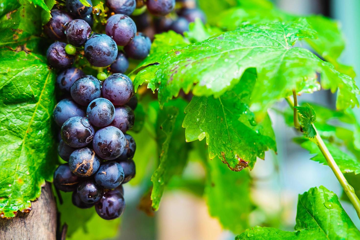 Fresh grapes on the vine photo