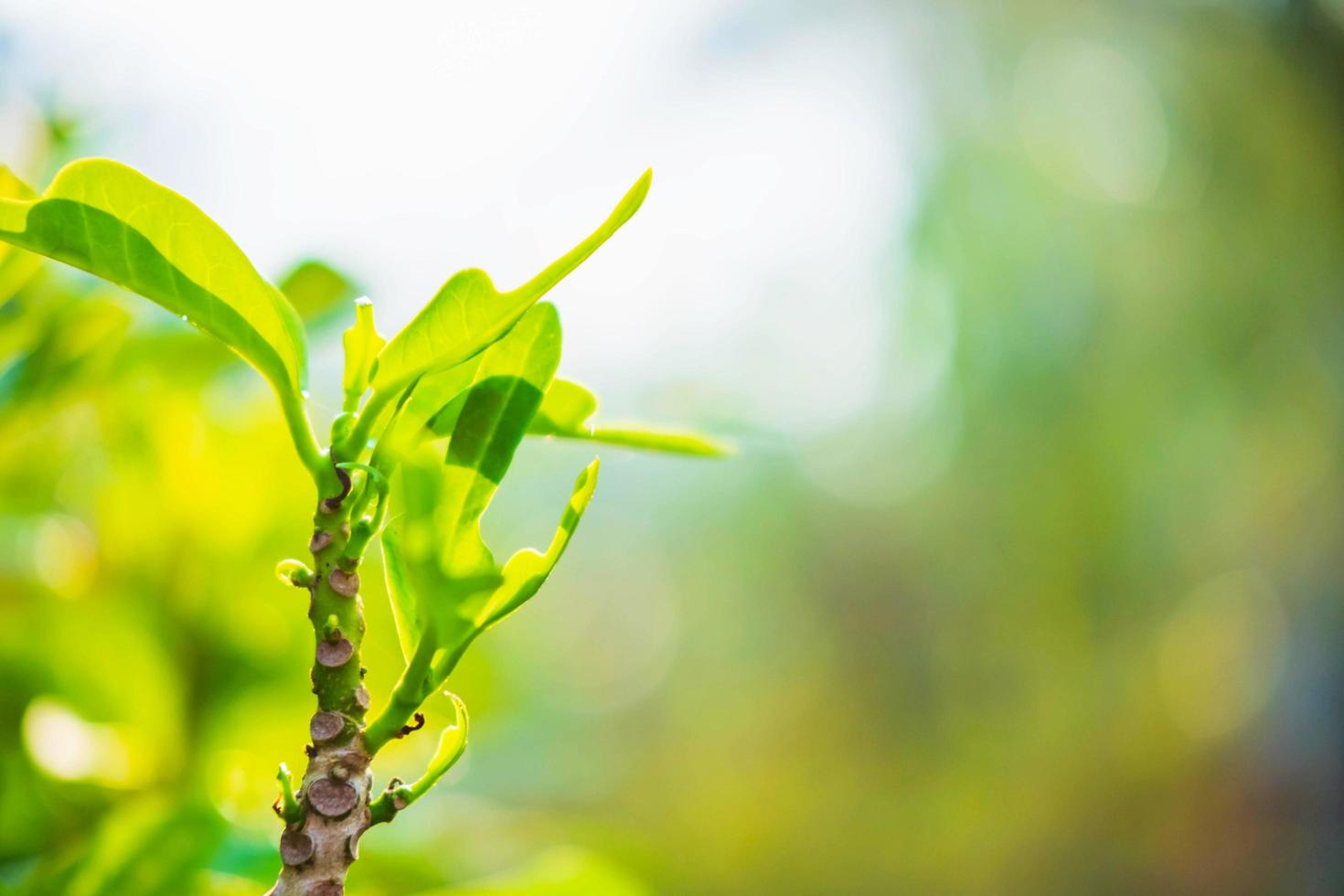 planta verde vibrante foto