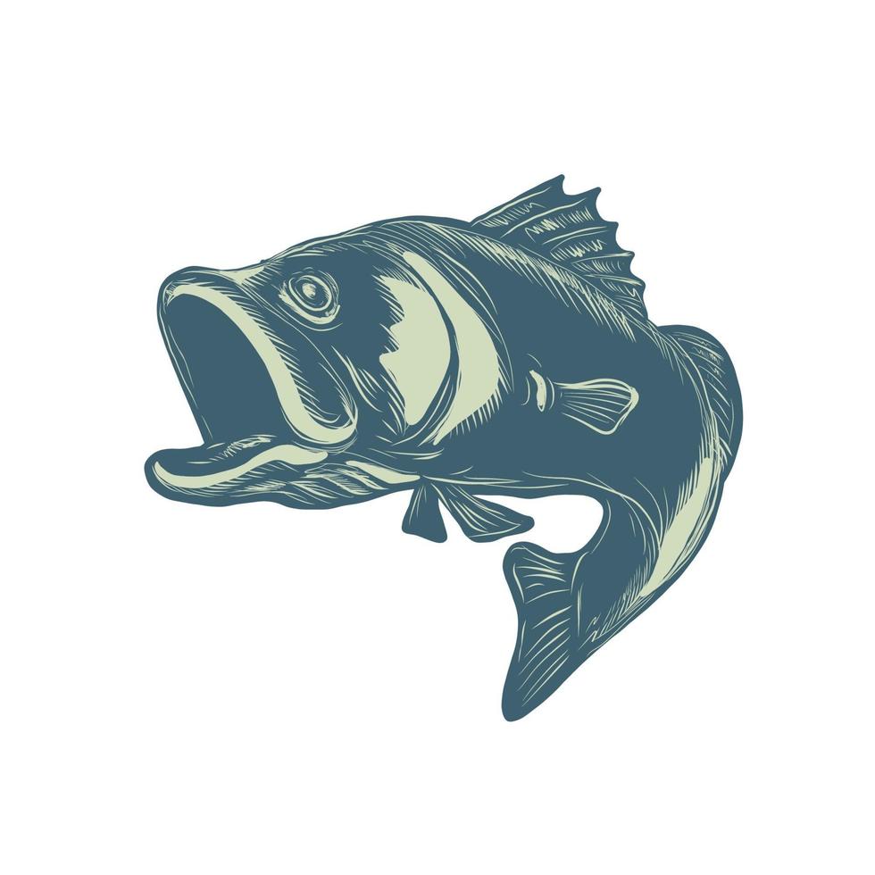 Scratchboard style illustration of a barramundi or Asian sea bass vector