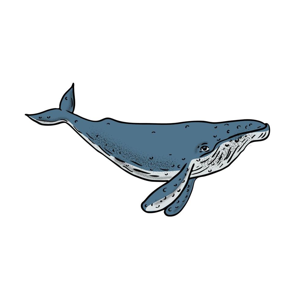 ballena jorobada, dibujo a color vector