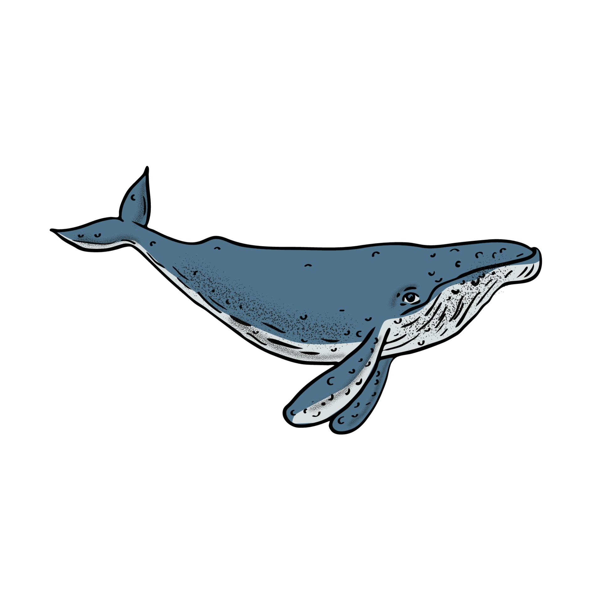 Humpback Whale, Color Drawing 2230348 Vector Art at Vecteezy
