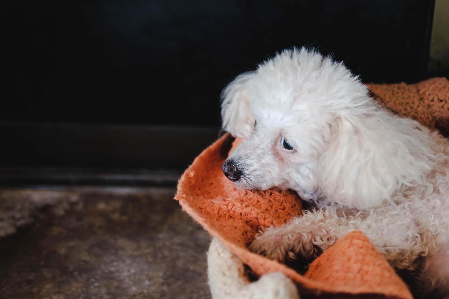 The white poodle on a bed photo