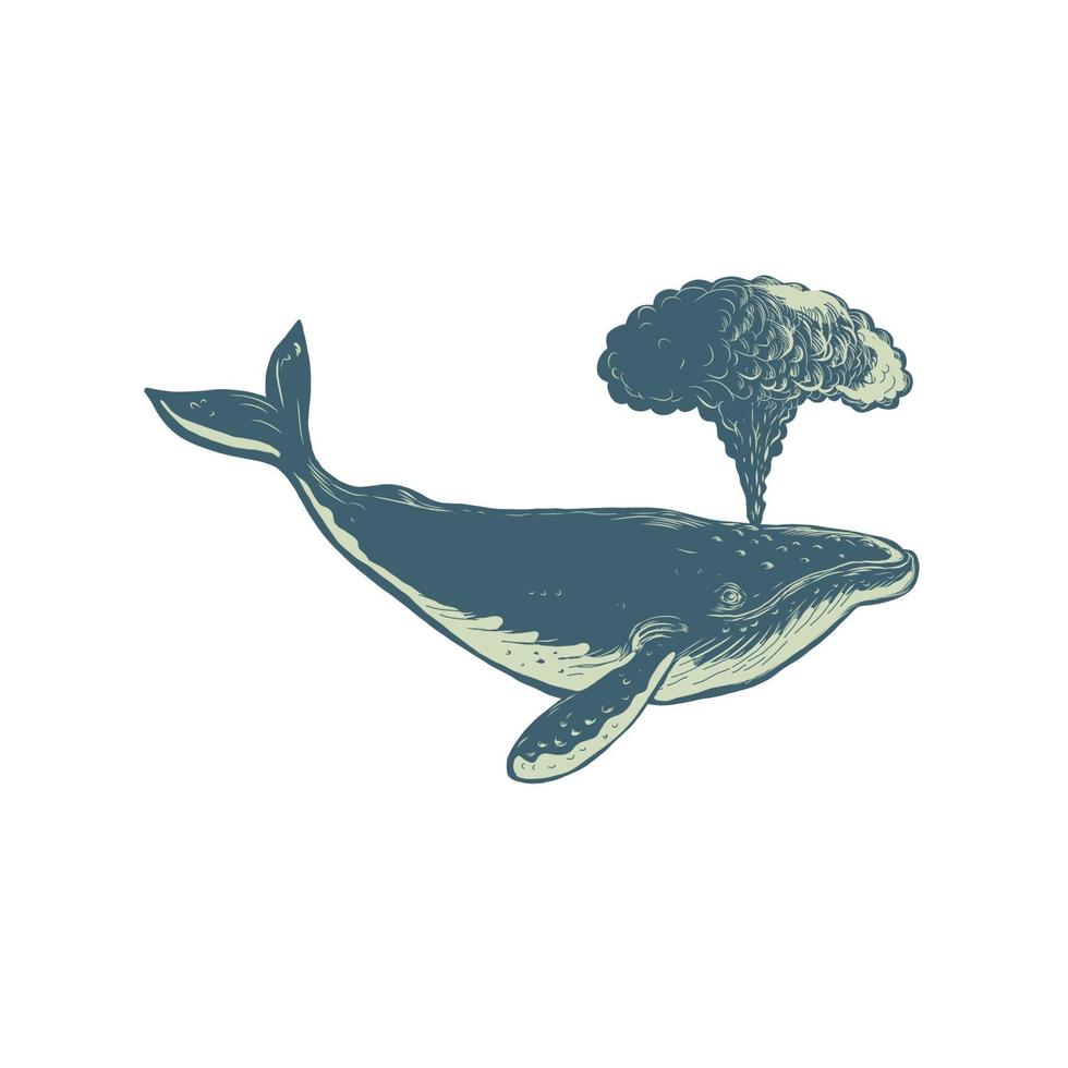 Scratchboard style illustration of a humpback whale blowing water thru blowhole vector