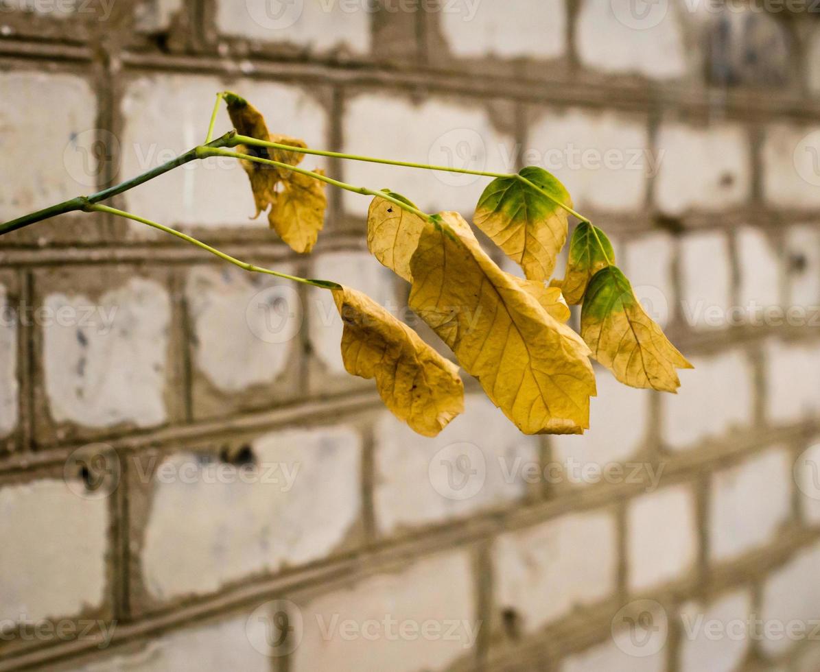 hojas amarillas y pared de ladrillo foto