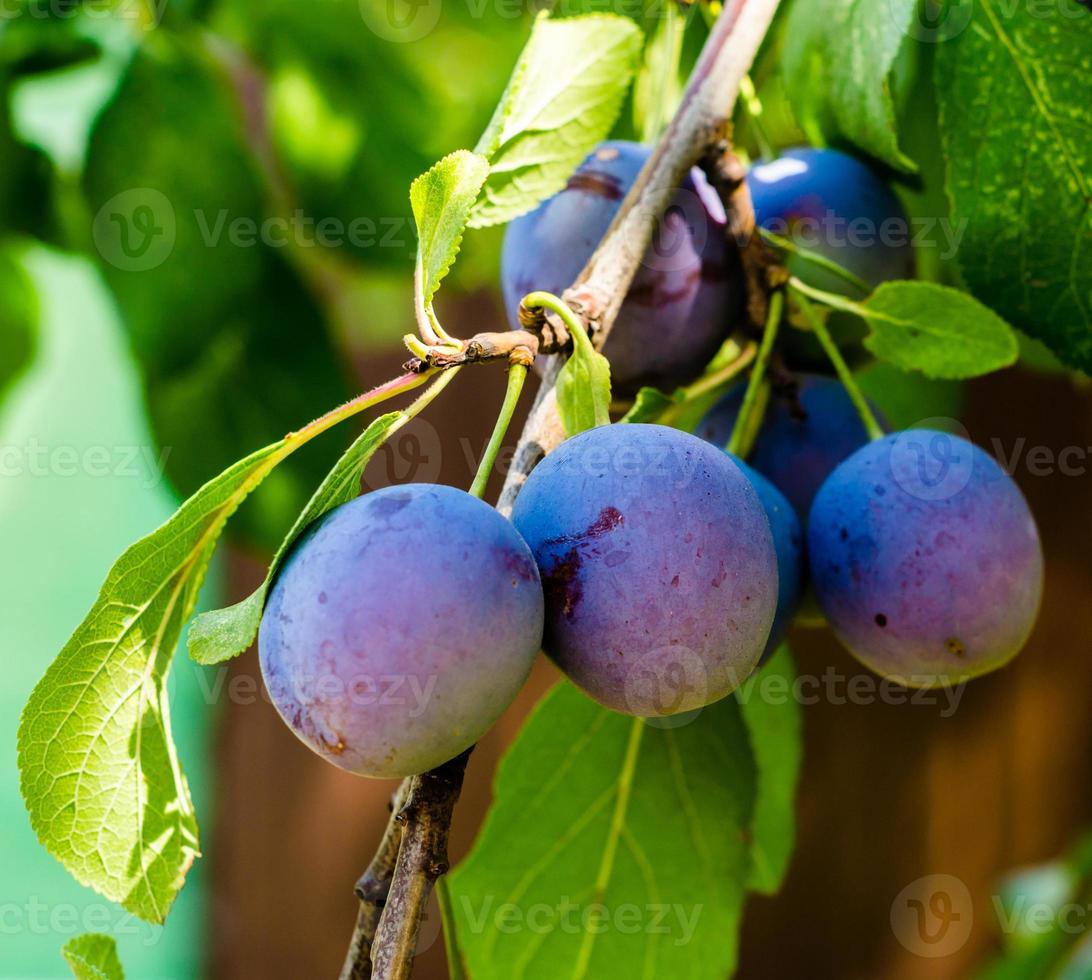 Plums on a branch photo