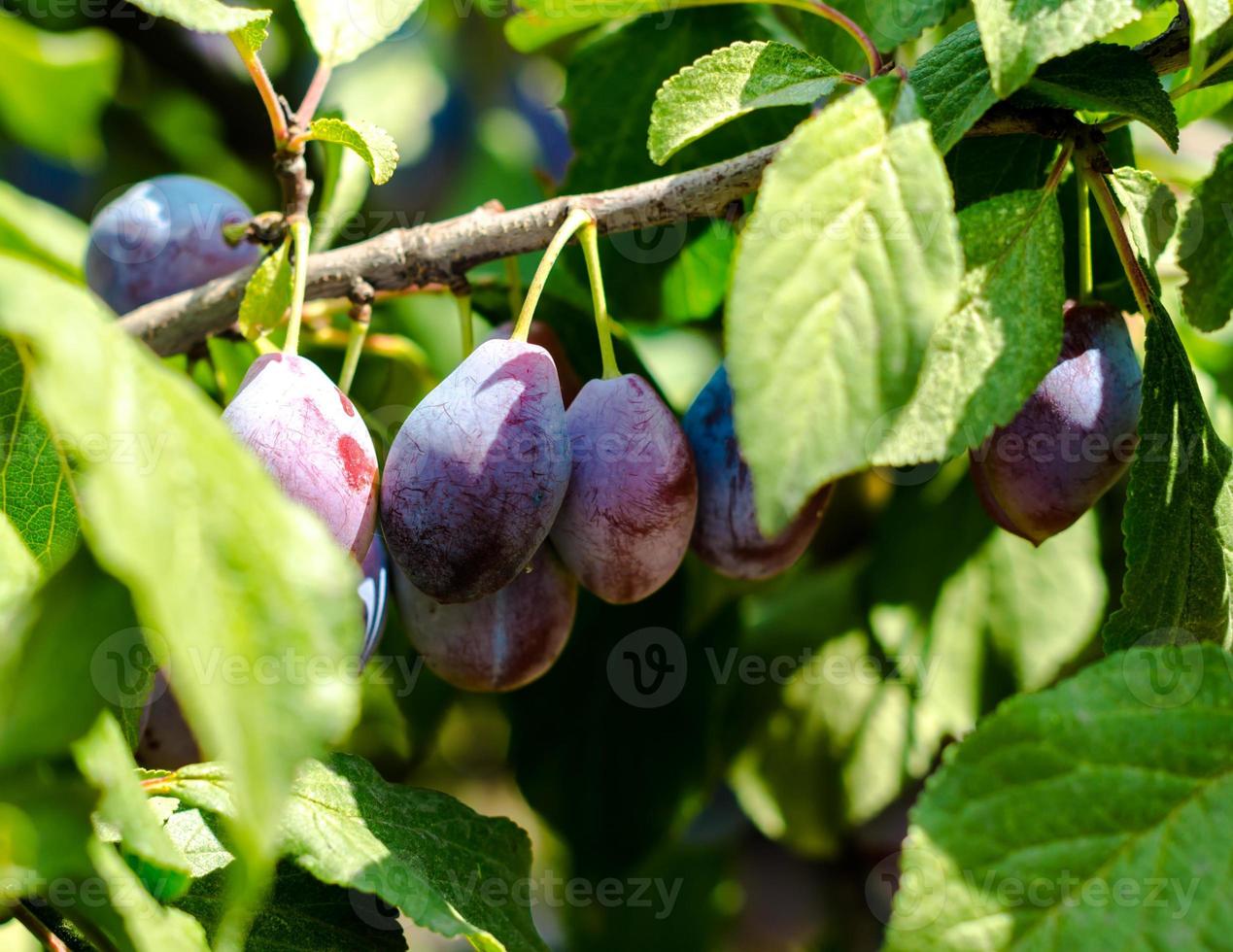 Group of plums photo
