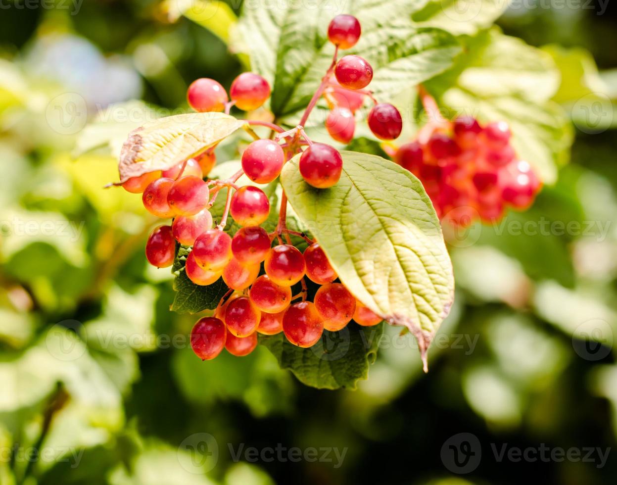 Red grapes and green leaves photo