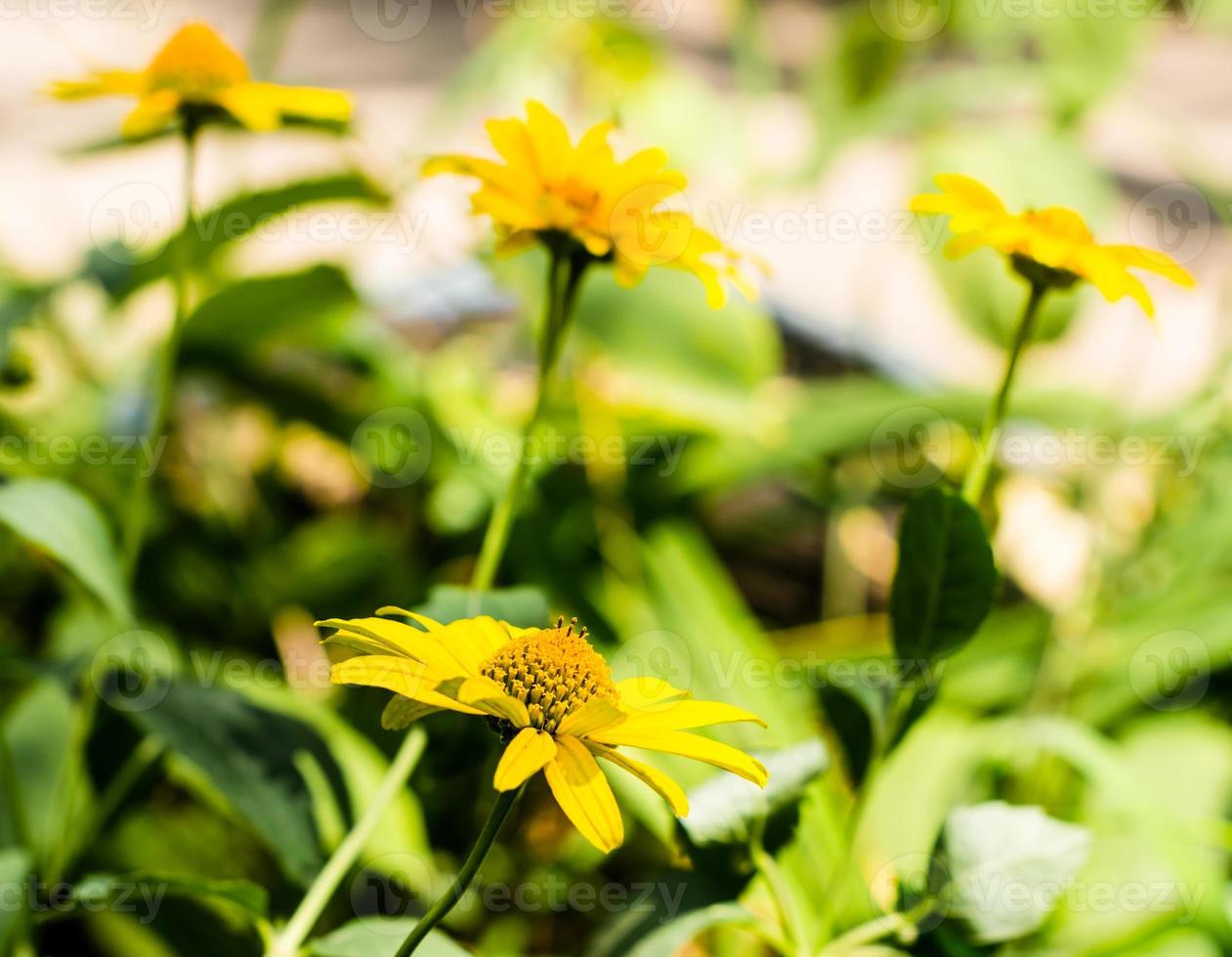 Group of yellow flowers photo