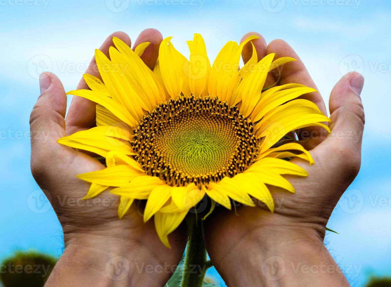 Sunflower in hands photo