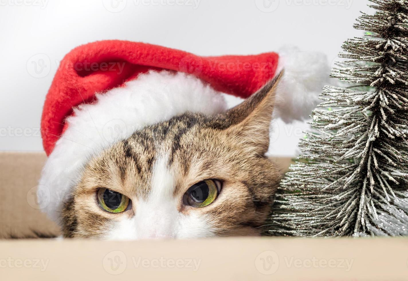 Angry cat with a Santa hat photo