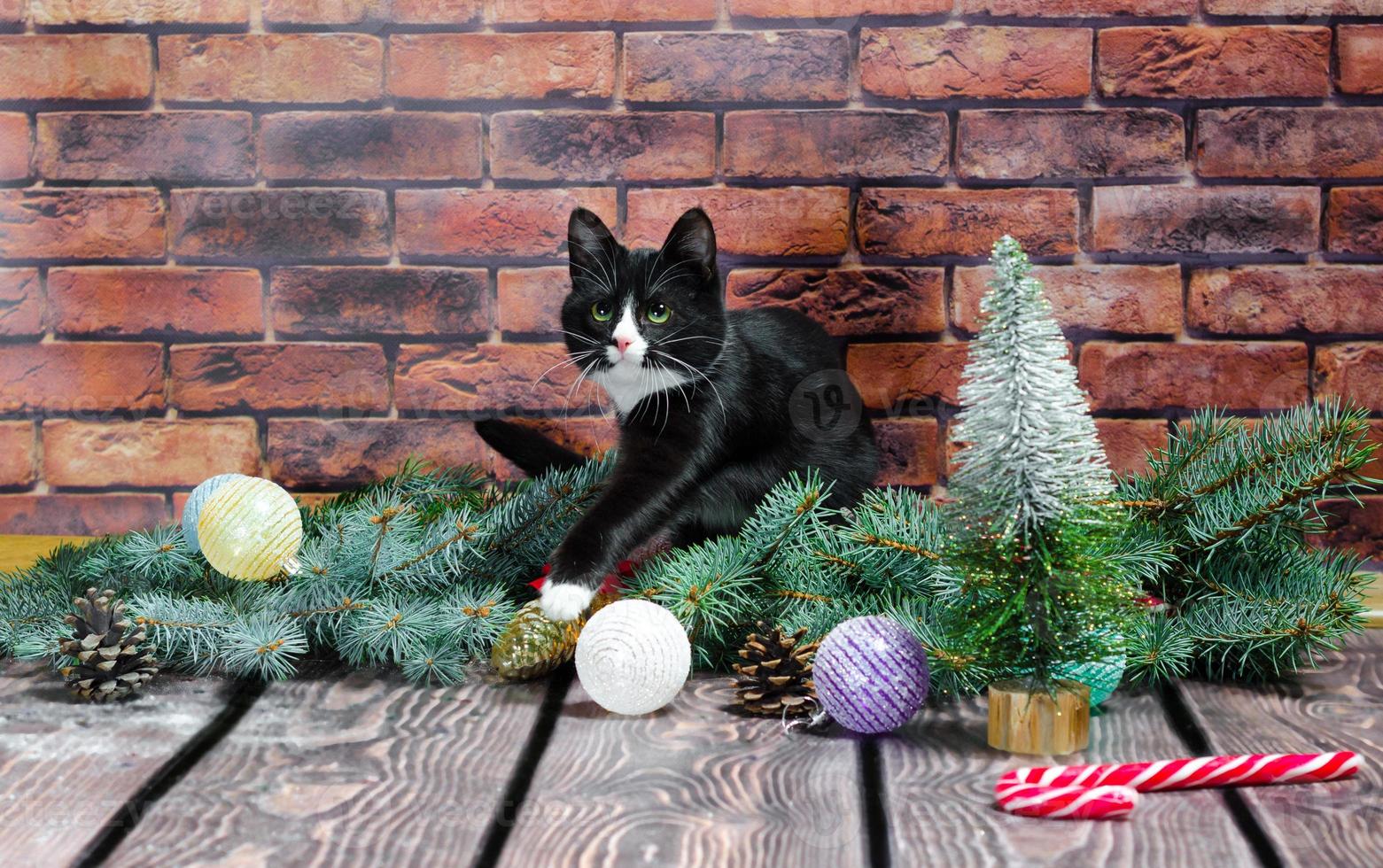 Black and white kitten with Christmas decorations photo