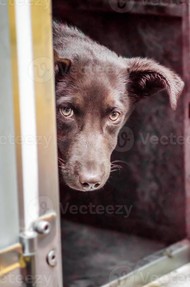 Black dog peeking around the corner photo