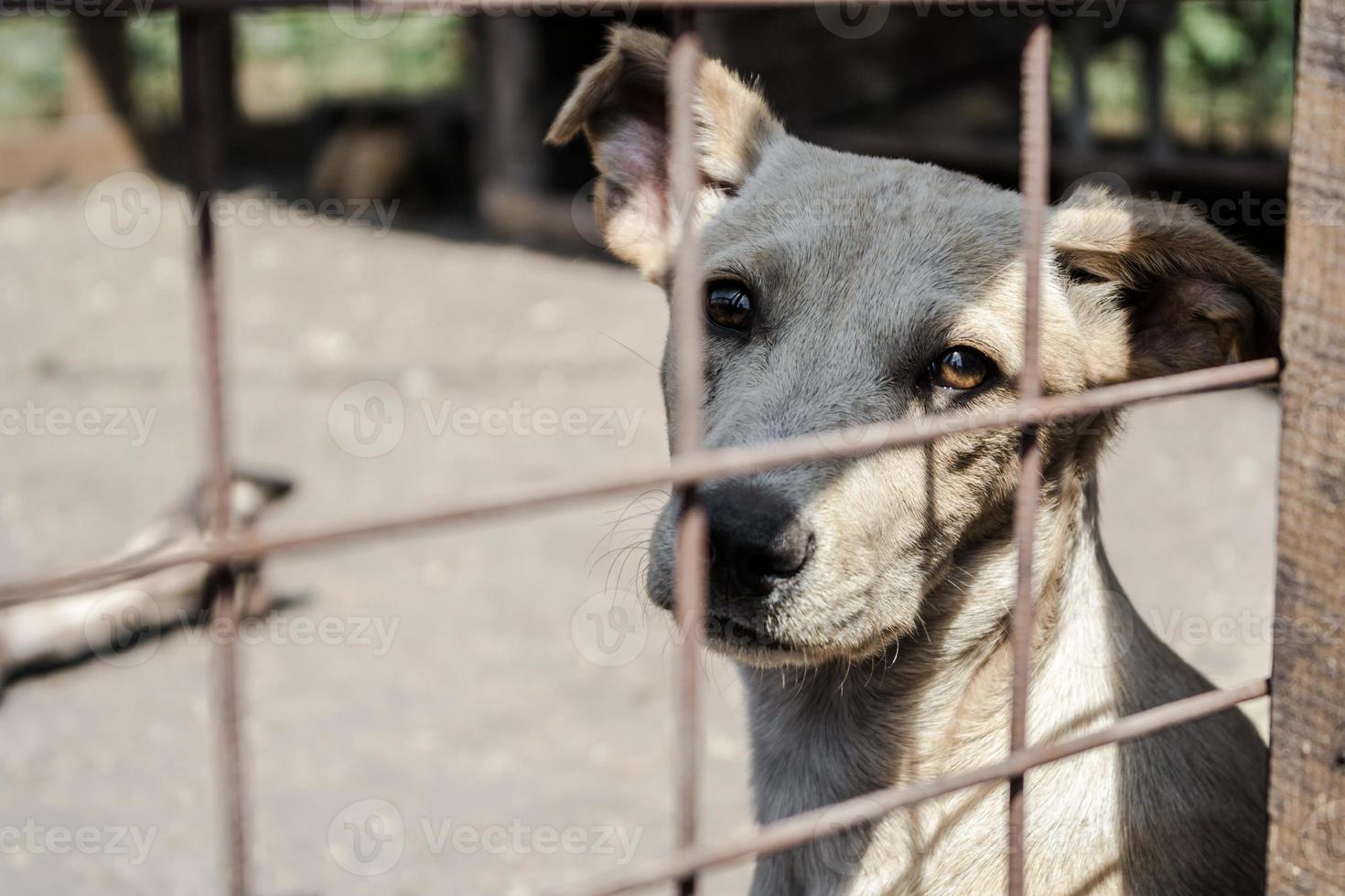 perro blanco detrás de una valla exterior foto