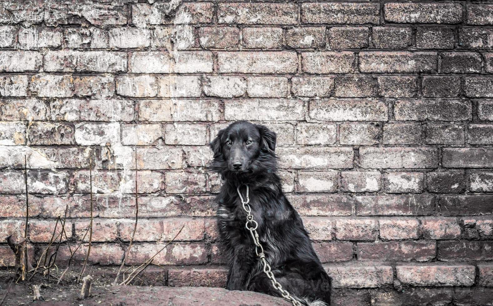 perro negro en una cadena foto