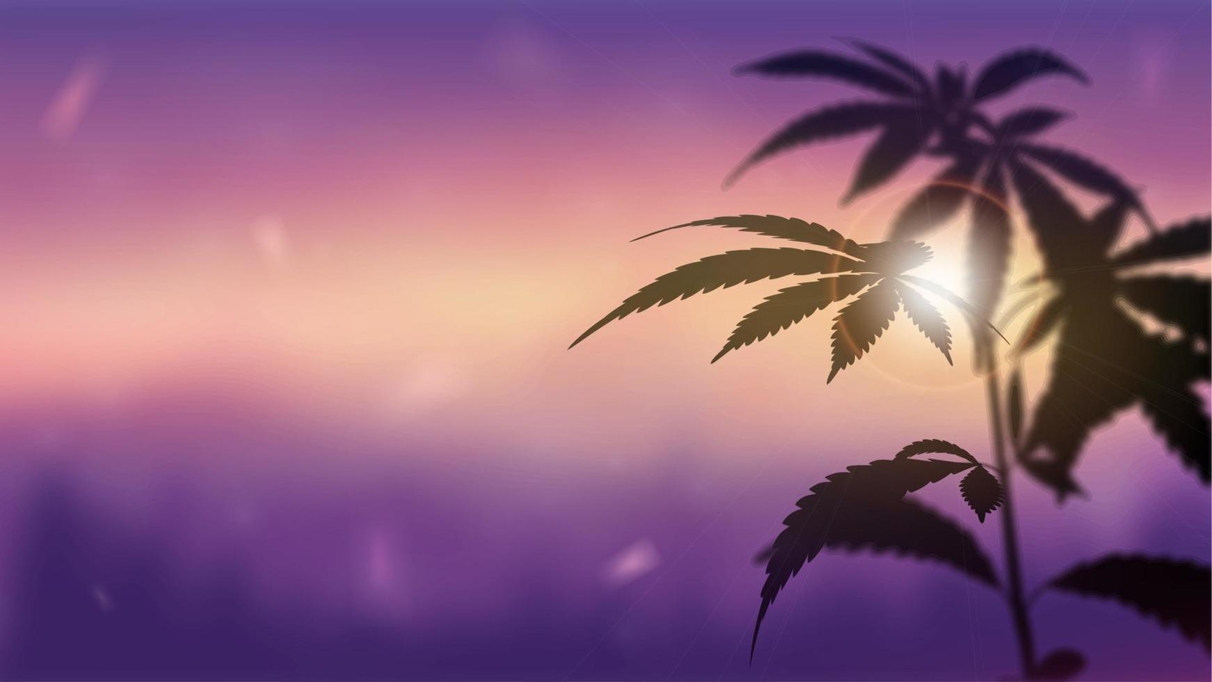 Blurred panorama of landscape at sunset with Marijuana on foreground. Silhouette of Cannabis against sunset. vector