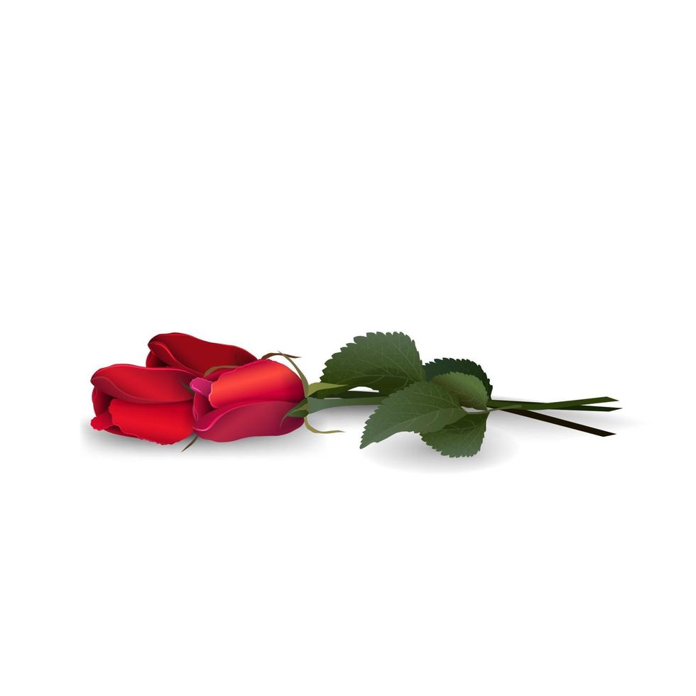 Bouquet of red roses isolated on white background for your creativity vector