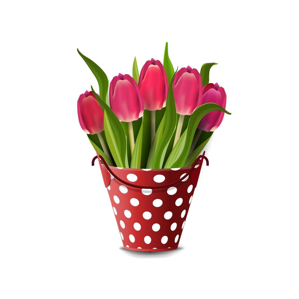 Bouquet of tulips in a bucket isolated on a white background for your creativity vector