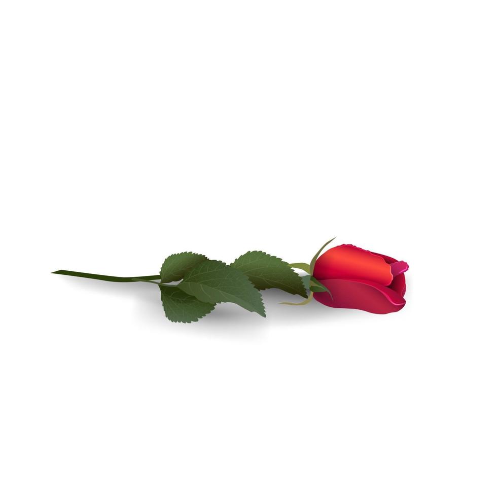 Red rose isolated on white background for your creativity vector