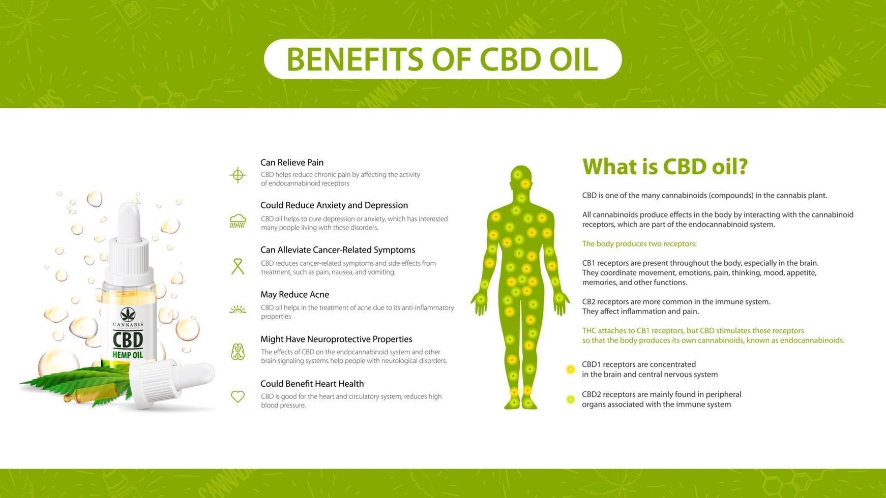 Information poster of CBD oil benefits. What is CBD oil, white poster in minimalism style with infographics, endocannabinoid receptors in the human body and cannabidiol benefits list vector