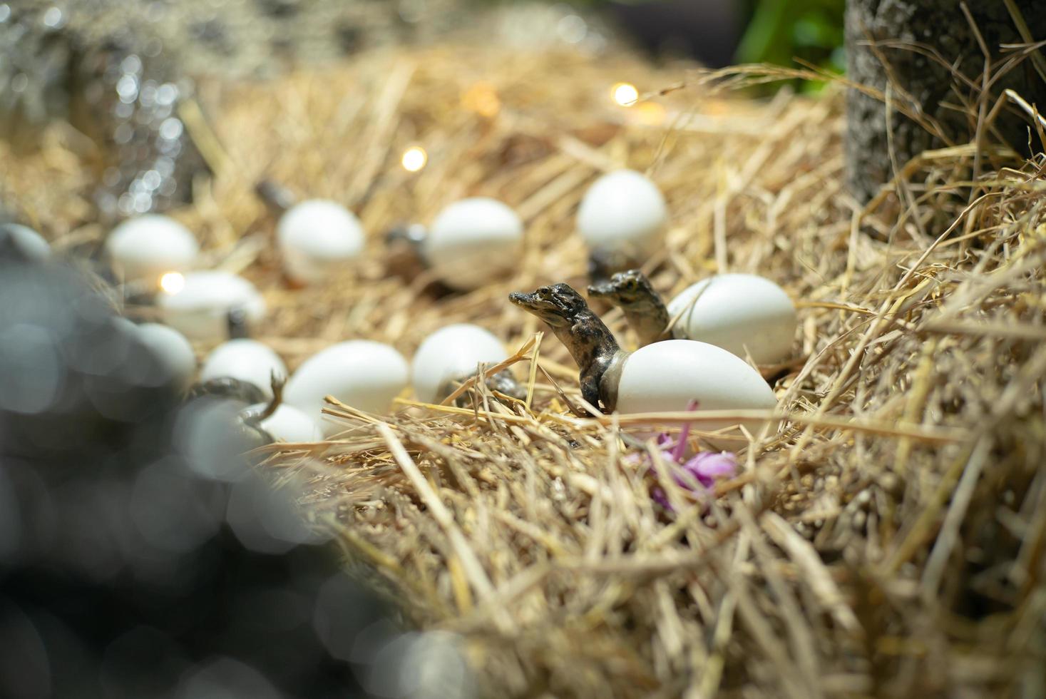 Closeup of new born crocodiles out of the broken eggs on the nest photo
