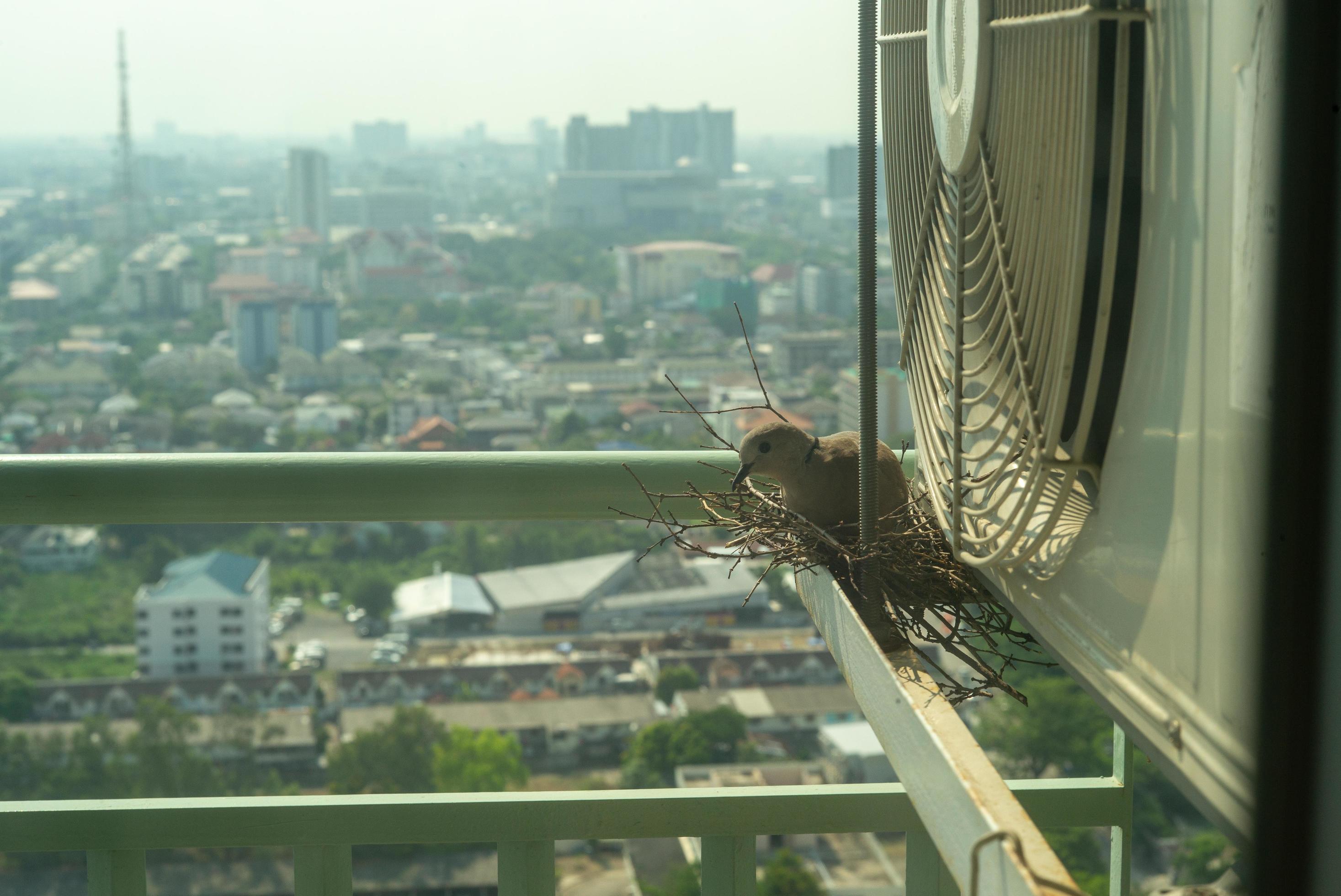 Closeup bird in a nest on the steel cage of air conditioner at the
