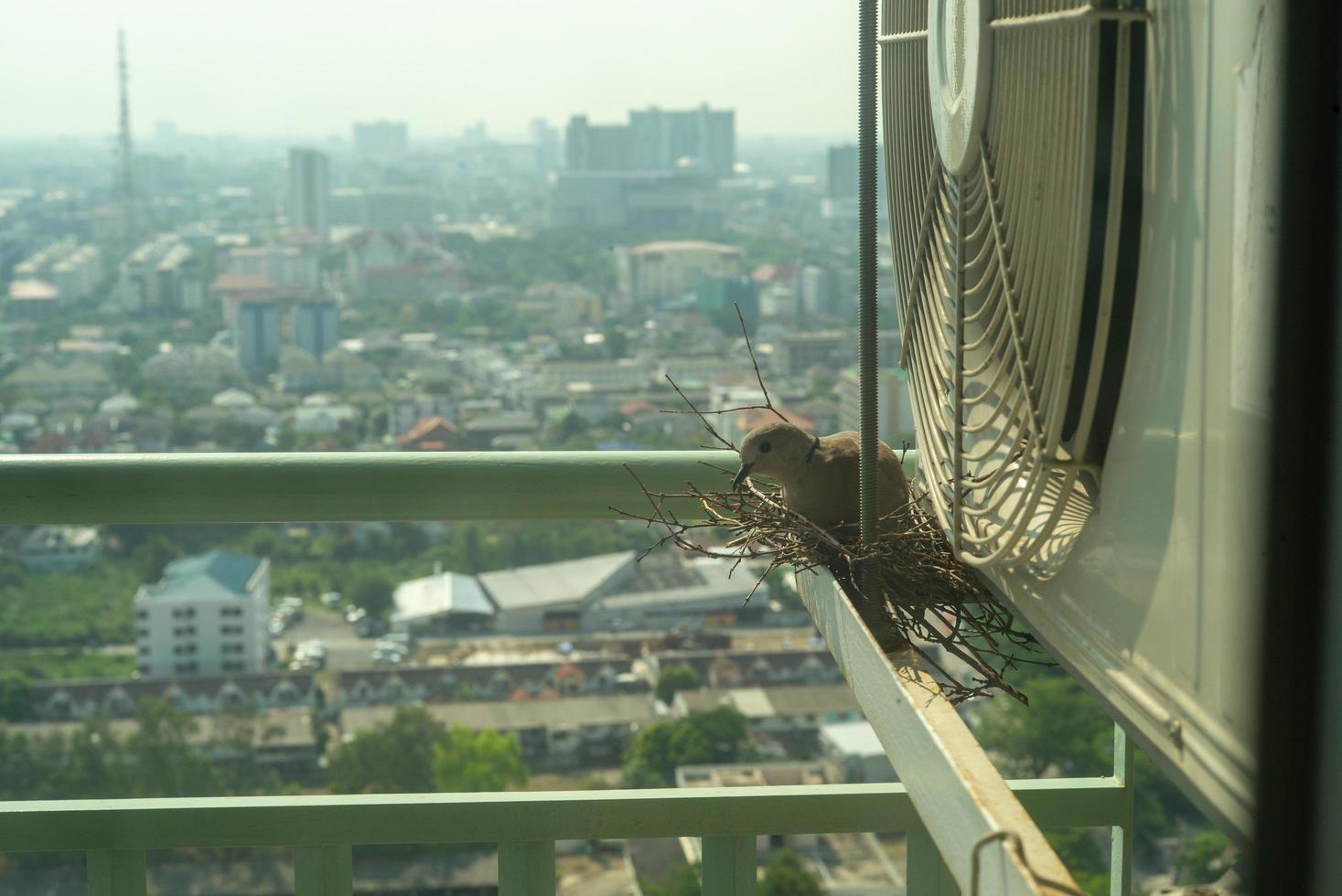 Closeup bird in a nest on the steel cage of air conditioner at the terrace of high condominium with blurred cityscape background in sunshine morning photo