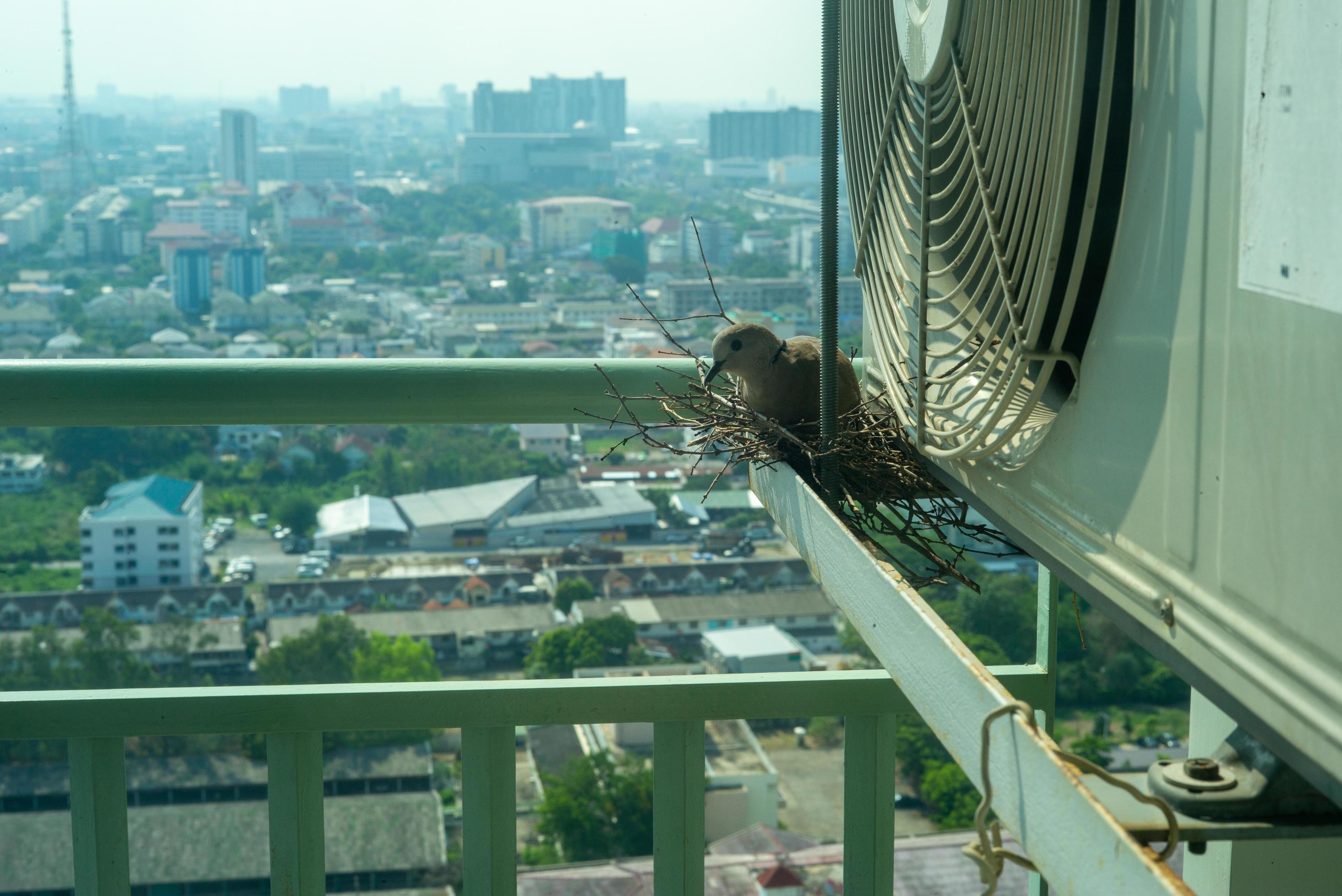 Closeup bird in a nest on the steel cage of air conditioner at the