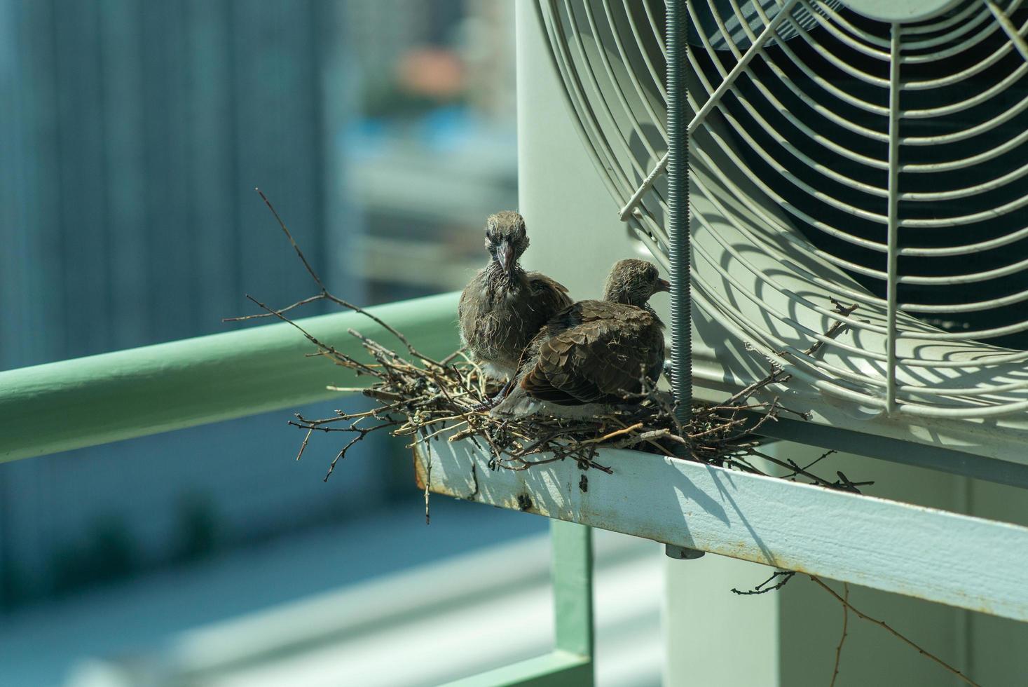 Closeup birds in a nest on the steel cage of air conditioner at the terrace of high condominium with blurred cityscape background in sunshine morning photo