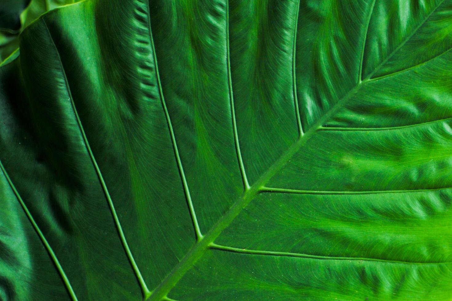 Closeup top view of elephant ear leaves photo