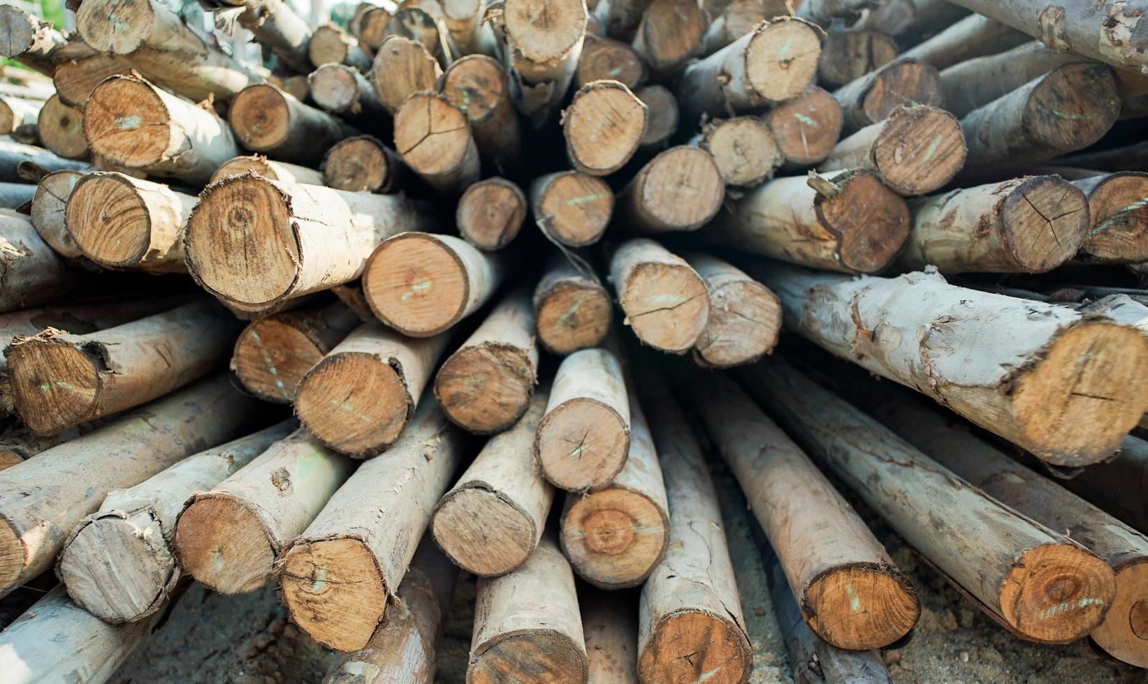 Perspective abstract texture and background of wooden timber photo