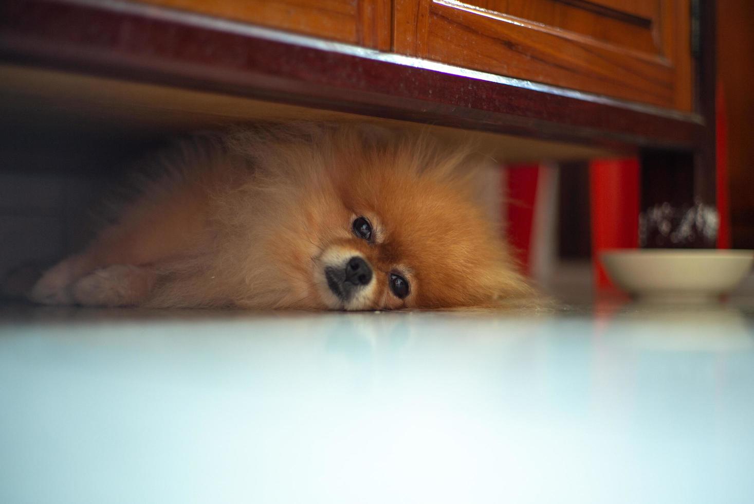 Portrait sleepy Pomeranian dog lying on the floor and looking at the camera photo